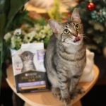 新手养猫 2至6月幼猫要怎样喂养?