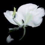 木姜花有什么功效 木姜花的功效与作用