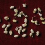 大豆黄卷禁忌 大豆黄卷有哪些禁忌