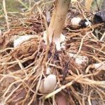 白及的常用量 白及的注意事项