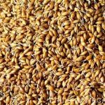 麦芽的功效和作用2021 麦芽的禁忌