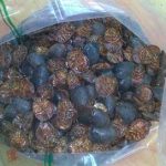 乌骨藤适合什么人吃 乌骨藤的适用人群