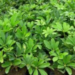 花卉养殖小课堂：冬天能给鸭脚木打顶吗？还能冒侧枝吗？