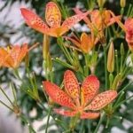 射干的用量多少克 射干的用法用量