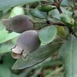 山棯子的禁忌是什么-山棯子的禁忌2021