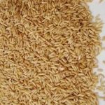 大麦的功效和作用 大麦的禁忌2021