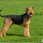 梗犬之王什么意思？ 一头雾水的你进来涨涨姿势