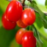 山茱萸怎么保存-山茱萸怎么选购