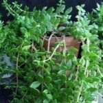 垂盆草的用量多少克 垂盆草的用法用量