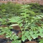 山豆根的功效与作用及禁忌