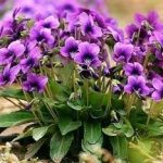 紫花地丁禁忌-紫花地丁禁忌是什么孕妇可以吃吗