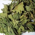 桑叶有什么功效与作用 桑叶的功效与作用