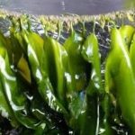 海带适合哪些人吃 海带不能和什么一起吃