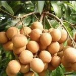 龙眼有什么功效与作用 龙眼的功效与作用