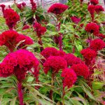花卉养殖小课堂：鸡冠花的花期是什么时候 在花期要怎么养护？