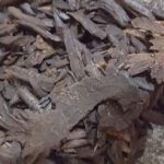 绵马贯众炭的功效与作用 绵马贯众炭功效与作用2021最新详解