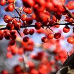 五味子适合什么人吃 五味子的禁忌人群