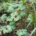 天葵子的用法用量 天葵子的用量是多少克