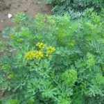 臭草的功效和作用 臭草的禁忌