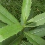 刺儿菜的功效和作用2021 刺儿菜的食用方法