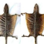 蛤蚧有什么作用 蛤蚧的功效与作用