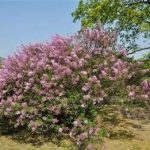 丁香有什么功效与作用 丁香的功效与作用