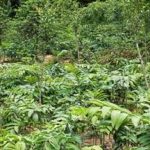 黄精的用量每次多少克 黄精的用法与用量