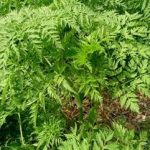 峨参什么人不能吃 峨参的禁忌