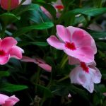 花卉养殖小课堂 盆栽长春花可以养几年？