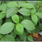 倒扣草的功效和作用 倒扣草的禁忌