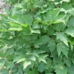 升麻的功效与作用 升麻的功效与主治