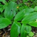 盘龙七的用量用法-盘龙七的用量2021