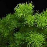 蓬莱草的功效和作用 蓬莱草的功效2021