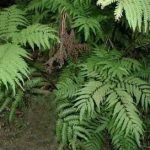 铁角凤尾草药用价值 铁角凤尾草的药用功效