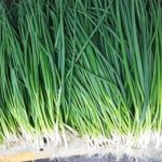 葱的禁忌 葱的禁忌是什么