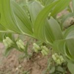 玉竹的用量一般多少克 玉竹的用量2021