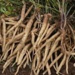 沙参的功效与作用及禁忌 沙参的禁忌