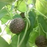 黄药子有什么功效 黄药子的功效与作用