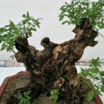 黄荆根的功效与作用 黄荆根的功效与作用是什么