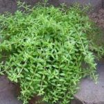 垂盆草的禁忌 垂盆草的禁忌人群