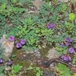 黄耆有什么功效 黄耆的功能与作用