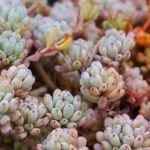 叶插多肉怎么浇水？ 叶插多肉浇水的方法介绍