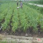 姜的用法和用量 姜的用处有多大