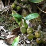 石仙桃有什么用 石仙桃的功效与作用