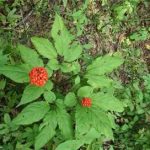 人参叶有什么功效 人参叶的功效与作用