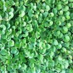 马蹄金有哪些禁忌 马蹄金的禁忌