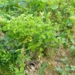 泽漆能长期服用吗 泽漆的副作用