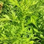 矮脚苦蒿的功效与作用 矮脚苦蒿的功效与作用2021