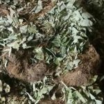 巫山淫羊藿有什么禁忌 巫山淫羊藿的禁忌