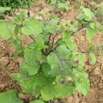 牛蒡茎叶的功效与作用 牛蒡茎叶的功效